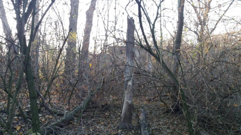Neudržovaný pozemek s holými stromy a spadanými větvemi