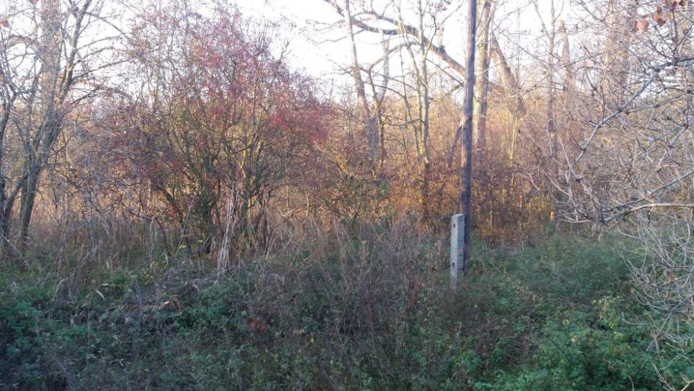 Náletové keře a suchá tráva na místě budoucího mokřadu